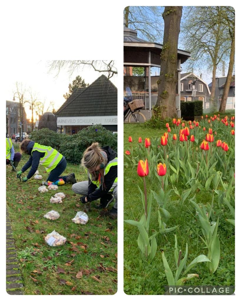 Tulpen op van Slootenplein.jpg