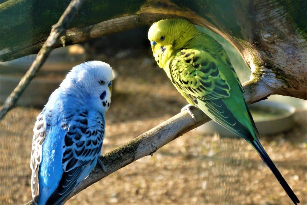 parakeets-4771317_1920-1024x684.jpg